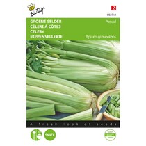 Bleekselderij - Pascal, Groene Volpijp