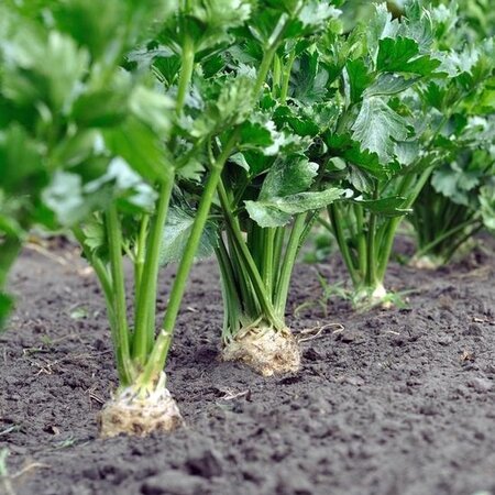 Buzzy Bleekselderij - Pascal, Groene Volpijp - Steelgroente - Groentezaden Kopen?