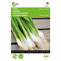 Spring Onion - White Lisbon
