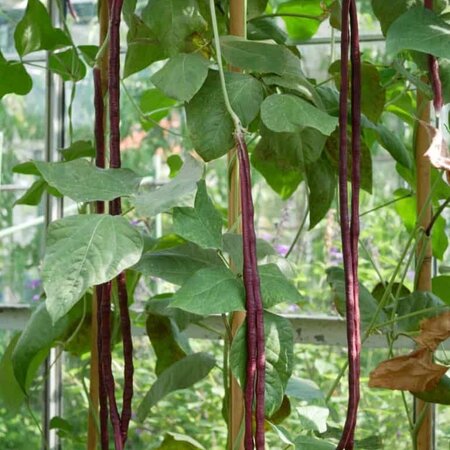 Buzzy Lange Bohnen - Lange Bohnen zubereiten? - Gemüsesaatgut kaufen? - Garden-Select.de