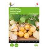 Buzzy Pineapple Cherry - Fruity And Flavourful Berry - Buy Fruit Seeds? - Garden-Select.com