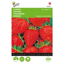 Strawberry - Grandian F1