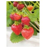 Buzzy Aardbei - Grandian F1 - Zoete, Grote Aardbeien - Fruitzaden Kopen? Garden-Select.nl