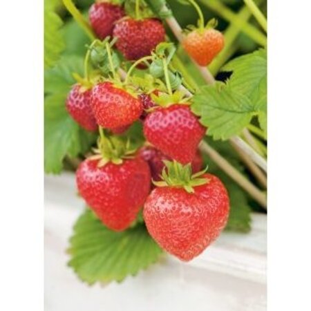Buzzy Strawberry - Grandian F1 - Sweet, Large Strawberries - Buy Fruit Seeds? Garden-Select.com
