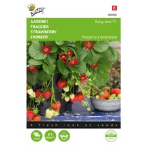 Strawberry - Ruby Ann F1 - Hang