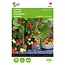 Buzzy Strawberry - Ruby Ann F1 - Hanging Strawberries - Buy Fruit Seeds? - Garden-Select.com