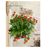 Buzzy Strawberry - Ruby Ann F1 - Hanging Strawberries - Buy Fruit Seeds? - Garden-Select.com