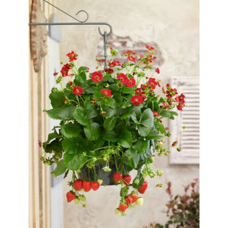Buzzy Strawberry - Ruby Ann F1 - Hanging Strawberries - Buy Fruit Seeds? - Garden-Select.com