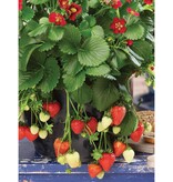 Buzzy Strawberry - Ruby Ann F1 - Hanging Strawberries - Buy Fruit Seeds? - Garden-Select.com