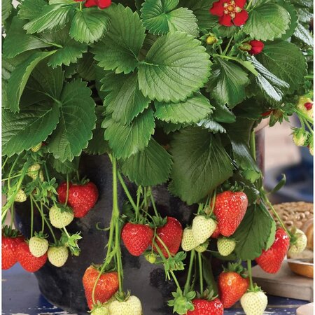 Buzzy Strawberry - Ruby Ann F1 - Hanging Strawberries - Buy Fruit Seeds? - Garden-Select.com