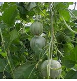 Buzzy Melon - Charentais - Sweet / Juicy Melon - Buy Fruit Seeds? - Garden-Select.com