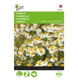 Buzzy Real Chamomile - Fresh Chamomile Tea - Buy Herbal Seeds? Garden-Select.com