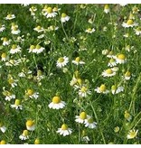 Buzzy Real Chamomile - Fresh Chamomile Tea - Buy Herbal Seeds? Garden-Select.com
