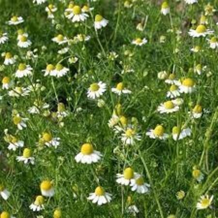Buzzy Real Chamomile - Fresh Chamomile Tea - Buy Herbal Seeds? Garden-Select.com