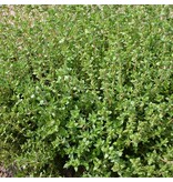 Buzzy Winter Thyme - Perennial Herb - Buy Fresh Or Dried - Herbal Seeds?