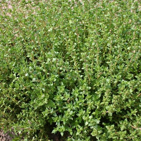 Buzzy Winter Thyme - Perennial Herb - Buy Fresh Or Dried - Herbal Seeds?