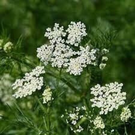 Buzzy Anise - Annual Herb - Use In The Kitchen Or As Medicine - Buy Herbal Seeds?