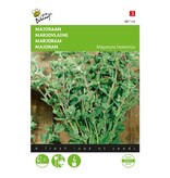 Buzzy Marjoram / Marjoram / Oregano - What's The Difference? - Want to buy herbal seeds?