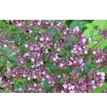 Buzzy Majoran / Majoran / Oregano - Was ist der Unterschied? - Möchten Sie Kräutersamen kaufen?