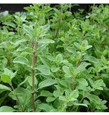 Buzzy Marjoram / Marjoram / Oregano - What's The Difference? - Want to buy herbal seeds?