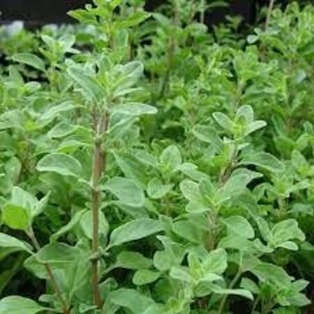 Buzzy Marjoram / Marjoram / Oregano - What's The Difference? - Want to buy herbal seeds?