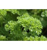 Buzzy Parsley - Curly Dark Green - Low-growing Parsley - Buy Herb Seeds?