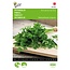 Buzzy Flat Parsley - Amsterdam Cut - Sow All Year - Buy Herb Seeds?