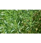 Buzzy Rozemarijn - Groenblijvende, Winterharde Heester - Kruidenzaden Kopen?