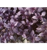 Buzzy Basil - Dark Opal - Annual Dark Purple Extra Spicy Basil - Garden-Select.com