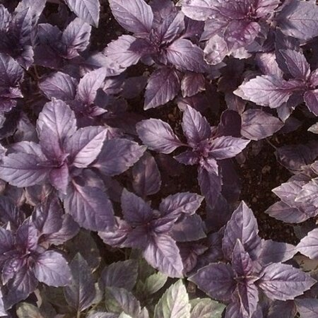 Buzzy Basil - Dark Opal - Annual Dark Purple Extra Spicy Basil - Garden-Select.com