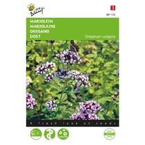 Marjolein / Oregano