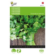 Coriander