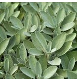 Buzzy Sage - Perennial - For Meat And Fish - Buy Herbal Seeds? Garden-Select.com