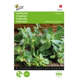 Buzzy Purslane - Green - Forgotten Vegetable - Buy Herbal Seeds? Garden-Select.com