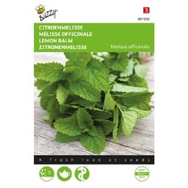 Lemon Balm