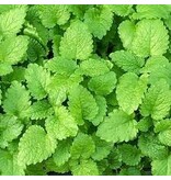 Buzzy Zitronenmelisse - Mehrjährig - Für Tee und Medizin - Kräutersamen kaufen?