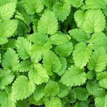 Buzzy Zitronenmelisse - Mehrjährig - Für Tee und Medizin - Kräutersamen kaufen?