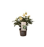 Helleborus Niger - Mont Blanc - Grootbloemige Kerstroos - Winterhard - Garden Select