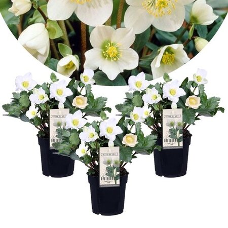 Helleborus Niger - Mont Blanc - Grootbloemige Kerstroos - Winterhard - Garden Select