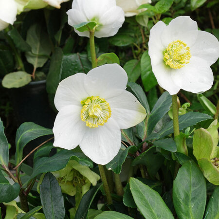 Helleborus Niger - Mont Blanc - Grootbloemige Kerstroos - Winterhard - Garden Select