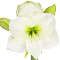 Amaryllis - Weiß - Jumbo - 1 Blumenzwiebel