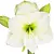 Jub Holland Amaryllis - Wit - Jumbo - 1 Bol