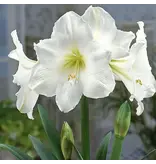 Jub Holland Amaryllis Wit - XXL Jumbo Bloembol - Kamerplant - Budget Sinterklaas - Kerst Cadeautjes