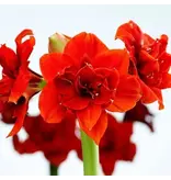 Jub Holland Amaryllis Rood - XXL Jumbo Bloembol - Kamerplant - Budget Sinterklaas - Kerst Cadeautjes