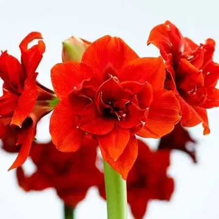 Jub Holland Amaryllis Rood - XXL Jumbo Bloembol - Kamerplant - Budget Sinterklaas - Kerst Cadeautjes