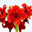 Jub Holland Amaryllis Red - XXL Jumbo Bulb - Houseplant - Strong Bulbs