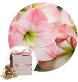Jub Holland Amaryllis Roze In Luxe Verpakking - Relatiegeschenk - Budget Sinterklaas - Kerst Cadeautjes