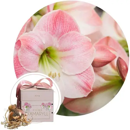 Jub Holland Amaryllis Roze In Luxe Verpakking - Relatiegeschenk - Budget Sinterklaas - Kerst Cadeautjes