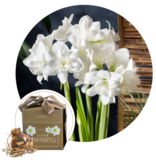 Jub Holland Amaryllis White In Luxury Gift Box - Promotional Gift - Decorative