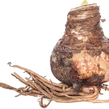 Jub Holland Amaryllis Red - Double Flowered - Large Bulb With Planting Instructions